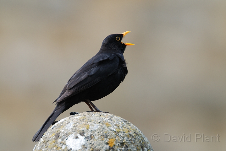 Blackbird male - D.jpg - Blackbird male singing - Gloucestershire